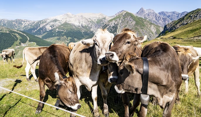 ANIMALI E NATURA: CONNUBIO IDILLIACO A LIVIGNO